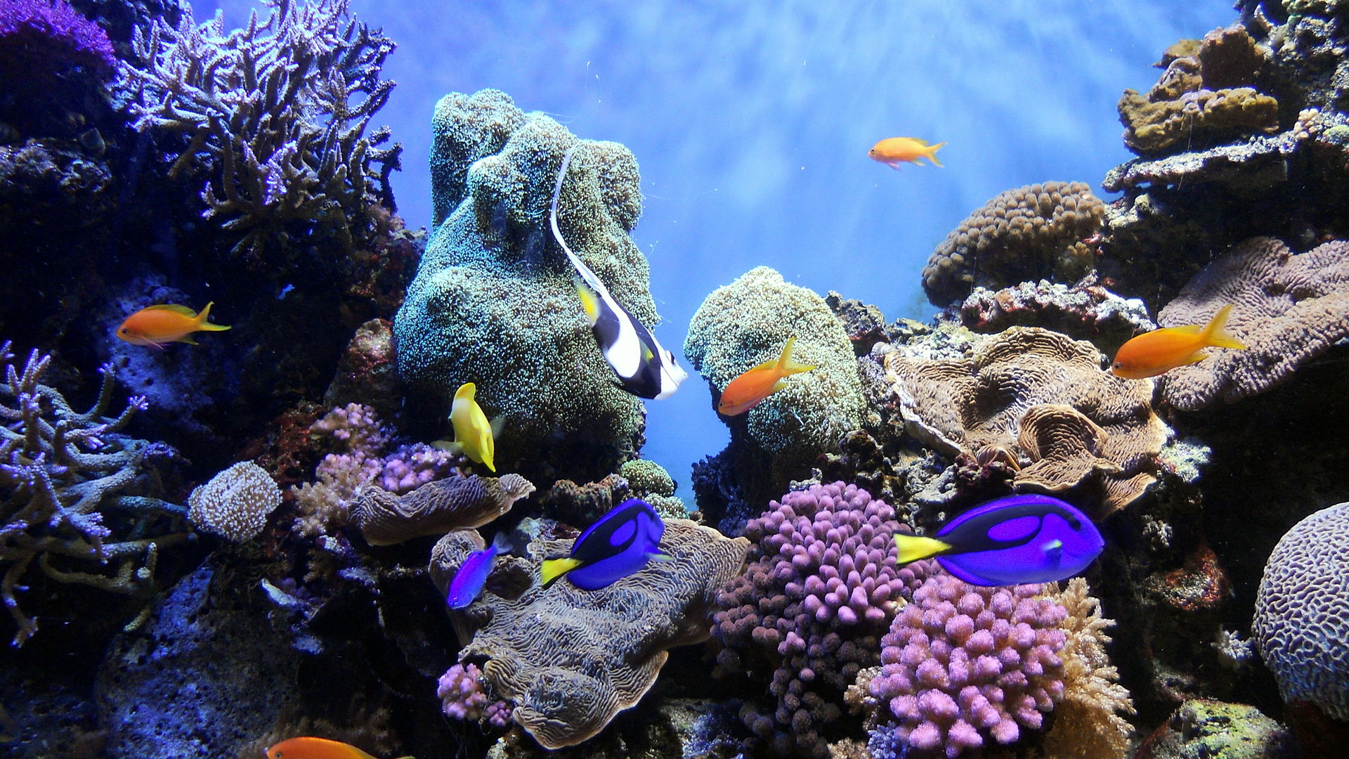 1920px-Underwater_World.jpg