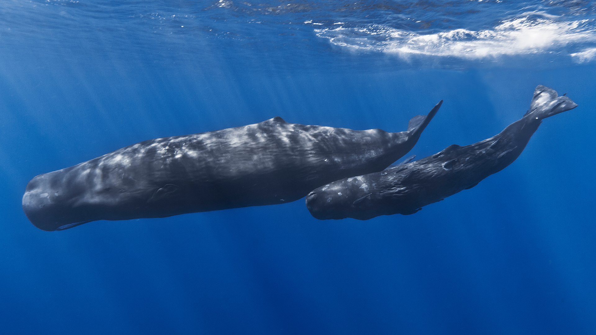 1920px-Mother_and_baby_sperm_whale.jpg
